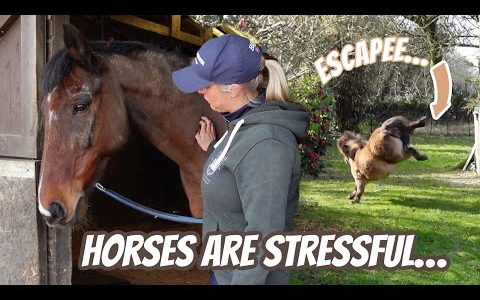 2 POORLY HORSES & An Escapee!!