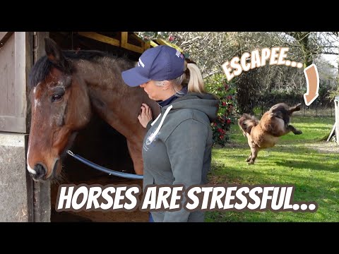 2 POORLY HORSES & An Escapee!!