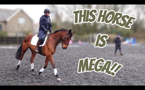 HE IS MEGA!! First Proper Dressage Lesson On Enzo