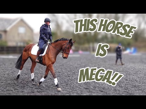 HE IS MEGA!! First Proper Dressage Lesson On Enzo
