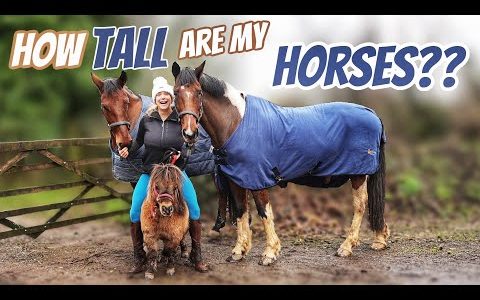 HOW TALL ARE MY HORSES ?? I think you’ll be Surprised…