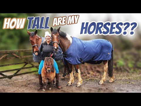 HOW TALL ARE MY HORSES ?? I think you’ll be Surprised…