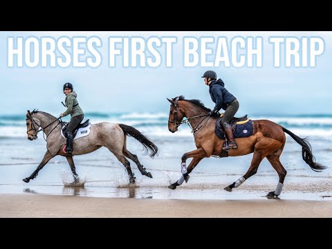 NEW HORSES FIRST BEACH TRIP | Captured on the Insta360 GO3S 🎥
