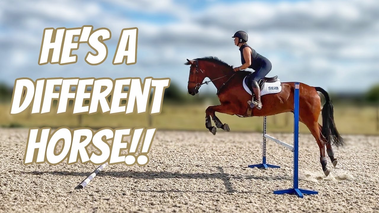 WOW HE’S A DIFFERENT HORSE | Alex Works his Magic on Enzo 🪄