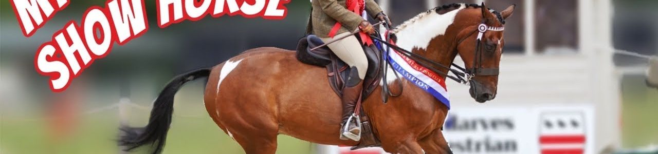 SIR BANKSY MY CHAMPION SHOW HORSE