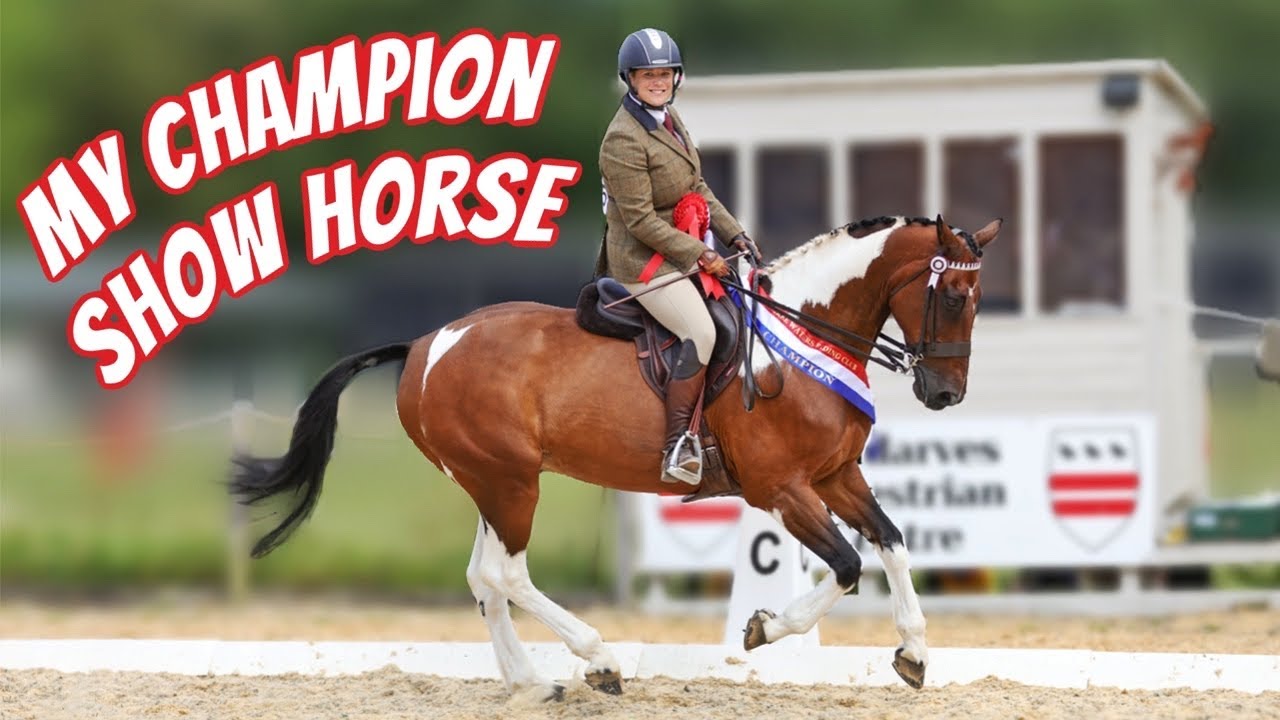 SIR BANKSY MY CHAMPION SHOW HORSE