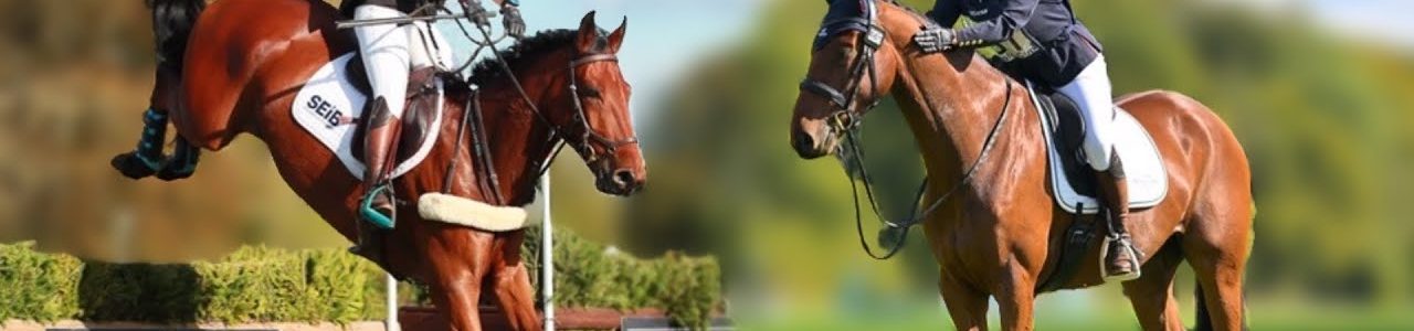 ENZO EXCELS EVENTING at CIRENCESTER PARK